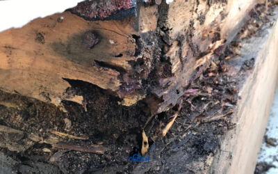 Whatever the Condition: Termite or Pest Damage